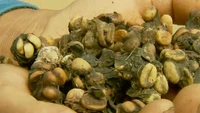 Chim Jacu thải ra đặc sản đắt tới 40 triệu đồng/kg