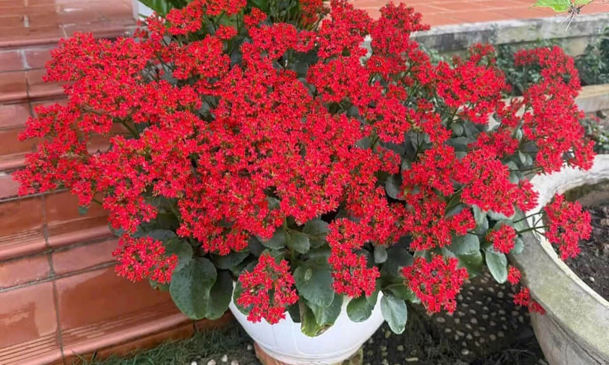  Đặt cây sống đời đúng chỗ, tài lộc kéo về không ngừng nghỉ