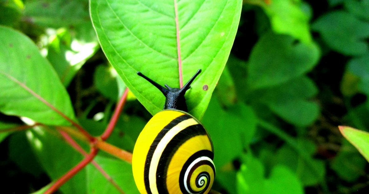 Các loài ốc sên độc lạ nhất thế giới, đẹp đến ngỡ ngàng