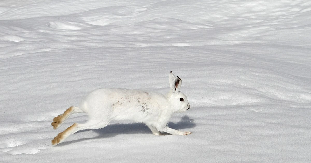 Tận thấy các loài thỏ hoang dã kỳ lạ nhất hành tinh