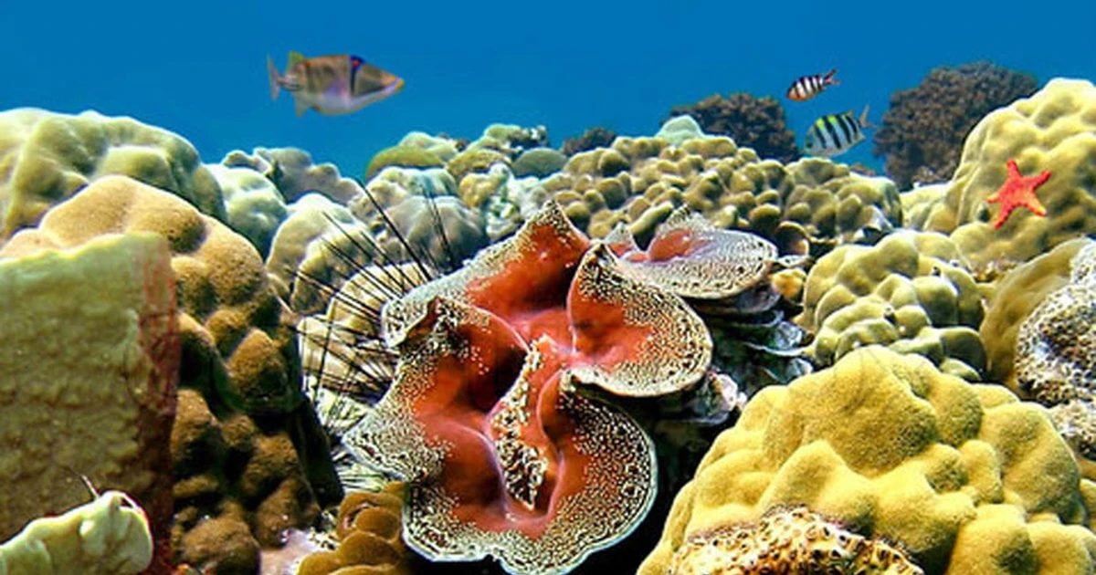 Loài sò khổng lồ nặng 300kg, giá đắt đỏ gây choáng