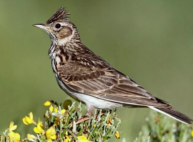 Giải mã giọng hót ma mị của chim sơn ca ‘tứ đại danh ca’