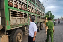 Phát hiện xe chở 54 con heo có dấu hiệu dịch bệnh vào Nam tiêu thụ