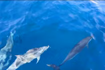 Hàng trăm con cá heo đùa giỡn theo tàu du lịch tại biển Quy Nhơn gây chú ý