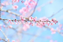 Mai anh đào đua nở, khách về khu du lịch sinh thái Măng Đen tăng cao