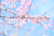 Mai anh đào đua nở, khách về khu du lịch sinh thái Măng Đen tăng cao