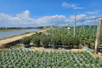 Sau bão lũ, làng hoa Bình Lâm Gia Lai hồi sinh đón Tết Bính Ngọ