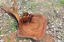 Vụ cây lớn tại trụ sở phường Cheo Reo bị cắt: Thị ủy yêu cầu báo cáo