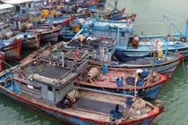 Gia Lai kêu gọi 83 tàu khẩn trương ra khỏi vùng nguy hiểm của bão Kalmaegi