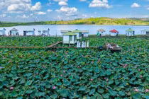 Hồ Ia Băng tuyệt đẹp mùa hoa sen nở