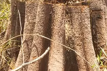 Khởi tố vụ phá rừng tại huyện Ia H’Drai