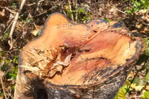 Kon Tum lập tổ điều tra vụ phá rừng ở huyện Ia H’Drai