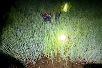 2 người đàn ông Gia Lai tử vong nghi do dính bẫy chuột bằng điện