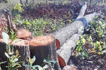 Khởi tố, bắt tạm giam Chi cục trưởng Chi cục Kiểm lâm tỉnh Gia Lai Lê Đức Sáu