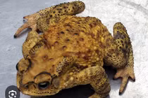 9 trẻ em ở Gia Lai nhập viện do ngộ độc sau khi ăn thịt cóc