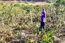 Vụ anh rể phá vườn cây của em vợ, nạn nhân kháng cáo vì án tuyên nhẹ