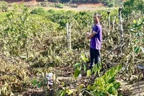 Vụ anh rể phá vườn cây của em vợ, nạn nhân kháng cáo vì án tuyên nhẹ