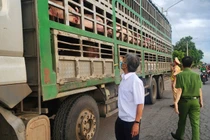 Xe vận chuyển heo nhiễm dịch tả phải chịu toàn bộ chi phí tiêu hủy