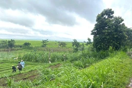 Đi làm đồng, 1 phụ nữ ở Gia Lai tử vong do bị cây khô đổ trúng