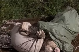 Vớt xác lợn chết tại kè suối Hội Phú tiêu hủy trong đêm