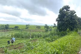 Đi làm đồng, 1 phụ nữ ở Gia Lai tử vong do bị cây khô đổ trúng