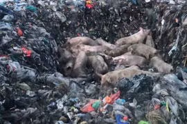 Gia Lai tiêu hủy khẩn cấp 54 con heo nghi nhiễm bệnh