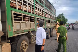 Phát hiện vụ vận chuyển 54 con heo có dấu hiệu dịch bệnh vào Nam tiêu thụ