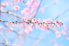 Mai anh đào đua nở, khách về khu du lịch sinh thái Măng Đen tăng cao