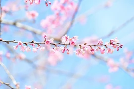 Mai anh đào đua nở, khách về khu du lịch sinh thái Măng Đen tăng cao