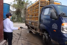 Gia Lai thành lập 4 chốt kiểm soát dịch bệnh động vật