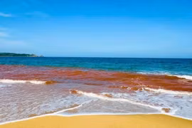 Chi cục Thủy sản Gia Lai lý giải nguyên nhân nước biển Hoài Nhơn Bắc màu đỏ