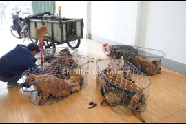 Công an Gia Lai triệt phá đường dây trộm hơn 5.000 con chó