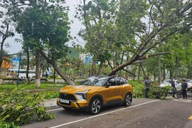 Cây bật gốc giữa phố làm bị thương người phụ nữ đi xe máy