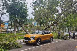 Cây bật gốc giữa phố làm bị thương người phụ nữ đi xe máy