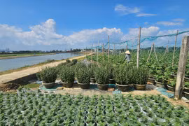 Sau bão lũ, làng hoa Bình Lâm Gia Lai hồi sinh đón Tết Bính Ngọ