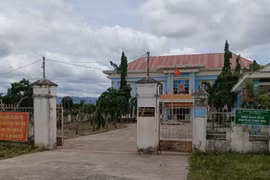 Thanh tra vụ cưa cây tại trụ sở phường trước khi sáp nhập