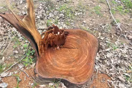 Vụ cây lớn tại trụ sở phường Cheo Reo bị cắt: Thị ủy yêu cầu báo cáo