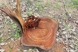 Vụ cây lớn tại trụ sở phường Cheo Reo bị cắt: Thị ủy yêu cầu báo cáo