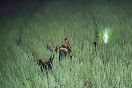 Khởi tố đối tượng mắc điện bẫy chuột khiến 2 người ở Gia Lai tử vong