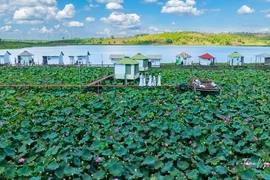 Hồ Ia Băng tuyệt đẹp mùa hoa sen nở