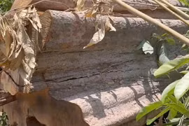 Gỗ bị đốn hạ có đường kính lớn. Ảnh CTV 