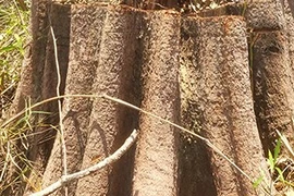 Khởi tố vụ phá rừng tại huyện Ia H’Drai