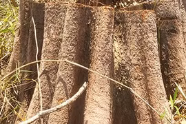 Khởi tố vụ phá rừng tại huyện Ia H’Drai