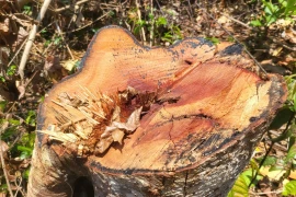 Kon Tum lập tổ điều tra vụ phá rừng ở huyện Ia H’Drai