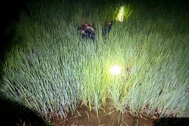 2 người đàn ông Gia Lai tử vong nghi do dính bẫy chuột bằng điện