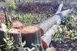 Khởi tố, bắt tạm giam Chi cục trưởng Chi cục Kiểm lâm tỉnh Gia Lai Lê Đức Sáu