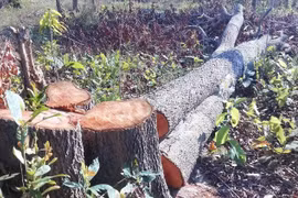 Khởi tố, bắt tạm giam Chi cục trưởng Chi cục Kiểm lâm tỉnh Gia Lai Lê Đức Sáu