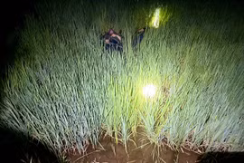 2 người đàn ông Gia Lai tử vong nghi do dính bẫy chuột bằng điện