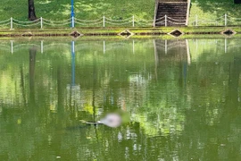 Phát hiện thi thể nổi trên mặt hồ công viên ở Gia Lai