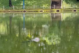 Phát hiện thi thể nổi trên mặt hồ công viên ở Gia Lai